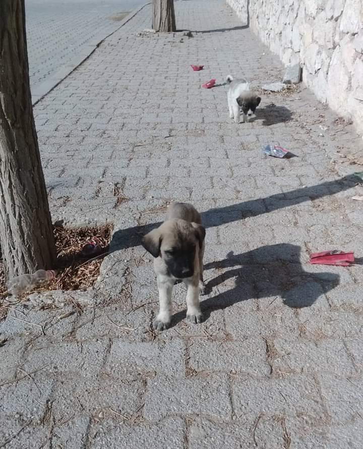 FB_IMG_1589391498443