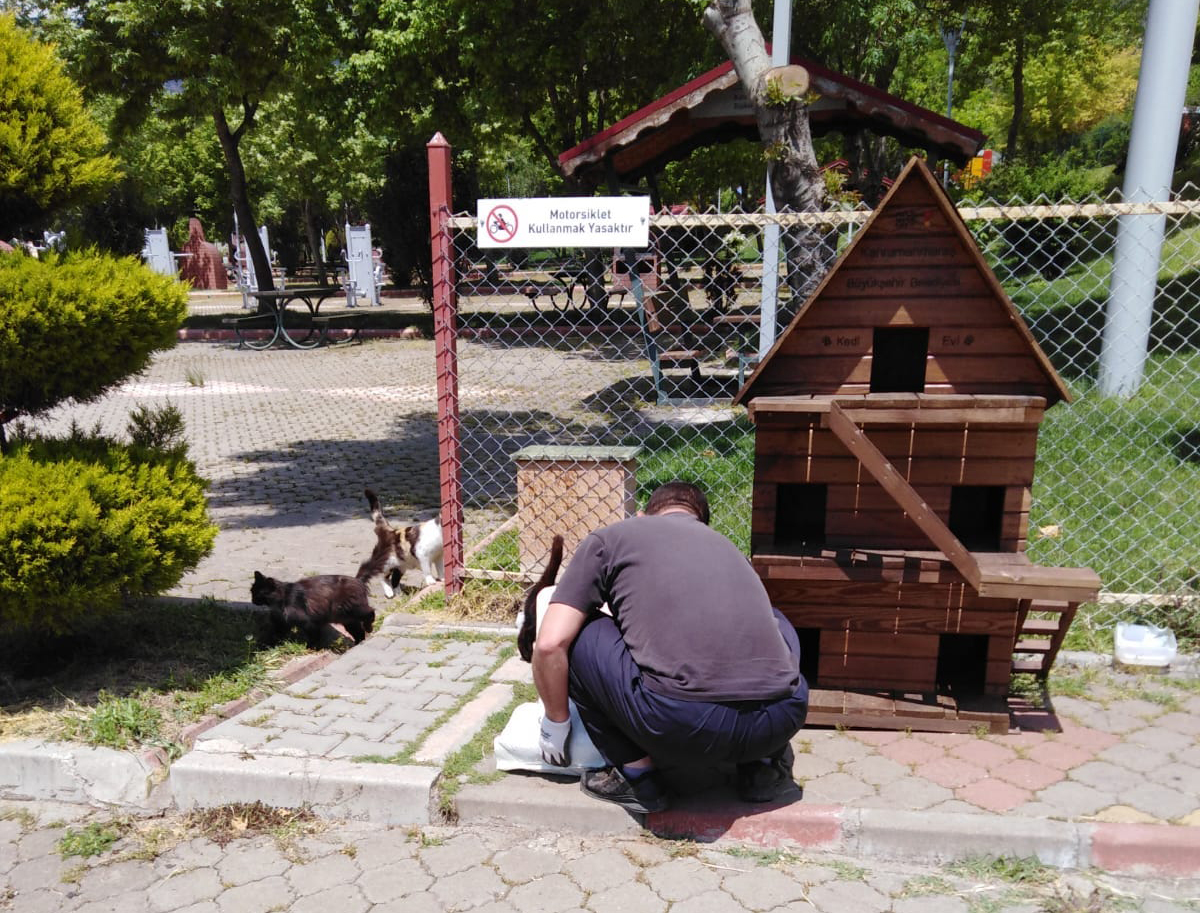 KEDİ EVLERİ (6)
