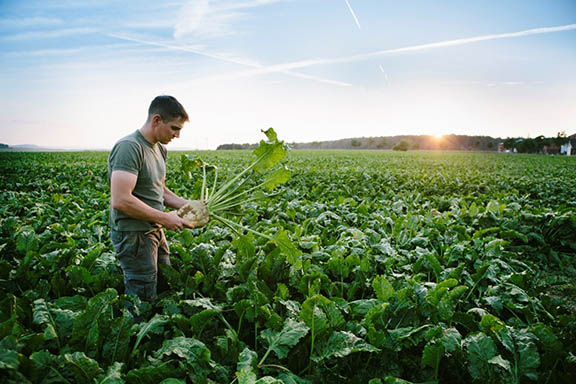 harvesting: farmer stands in his field, looks at sugar beets