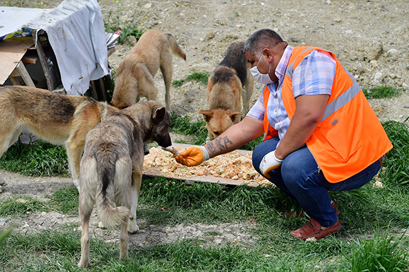 BEYLİKDÜZÜ BELEDİYESİ’NDEN SOKAK HAYVANLARI İÇİN GÜNDE 4 TON MAMA