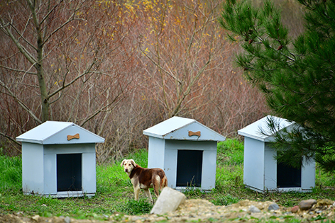 Beylikdüzü Belediyesi Sokak Hayvanları Besleme (4)
