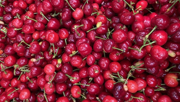 Kemalpaşa kirazı coğrafi işaret tescili