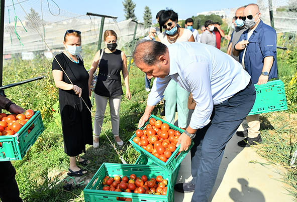 BAŞKAN ÇALIK YAŞAM BAHÇESİ’NDE HASADA KATILDI