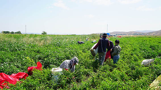 Kırmızı Biber Hasatı (8)