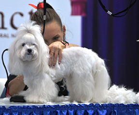 Petzoo_Eurasia_Fuarı