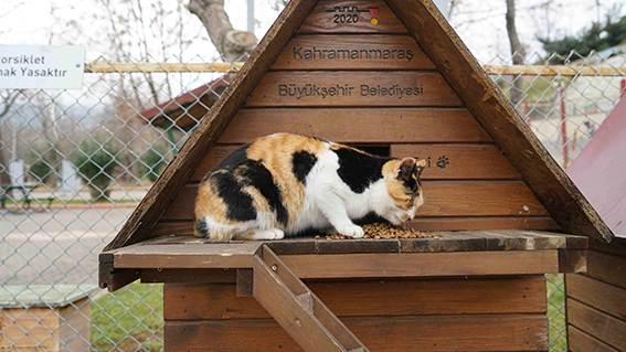 Ksü Akademi İlahiyat Öğrenci Topluluğu Kedi Evlerine Mama Bırakma Foto 18 Aralık (68)-min