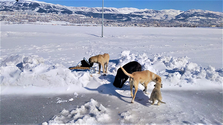 Sokak Hayvanları Besleme Üniteleri (2)