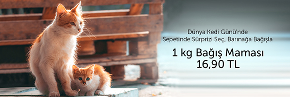 Dünya Kedi Günü Bağış Maması Görsel