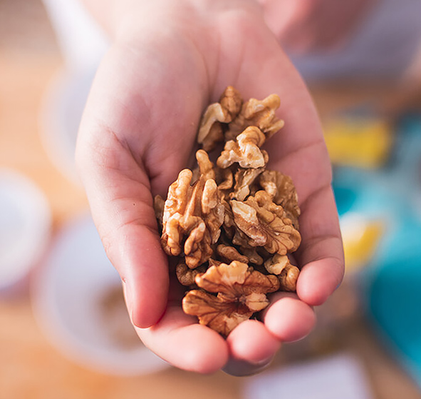 CEVİZ VE KALP SAĞLIĞI ARASINDAKİ BAĞLANTI BİLİMSEL ÇALIŞMALARLA DESTEKLENİYOR