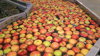 Apples float in a sort of water conveyor in a fruit packing warehouse