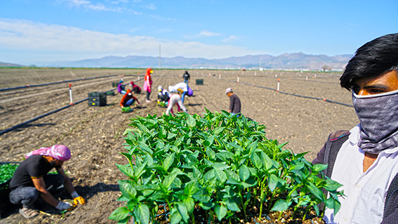 Fide dağıtımı (10)