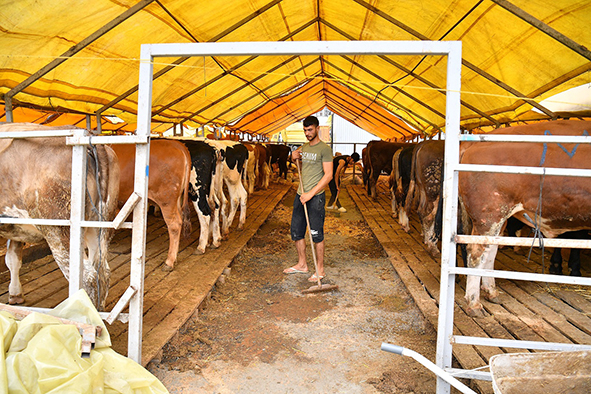 BEYLİKDÜZÜ’NDE KURBAN SATIŞ VE KESİM ALANI BAYRAMA HAZIR (5)