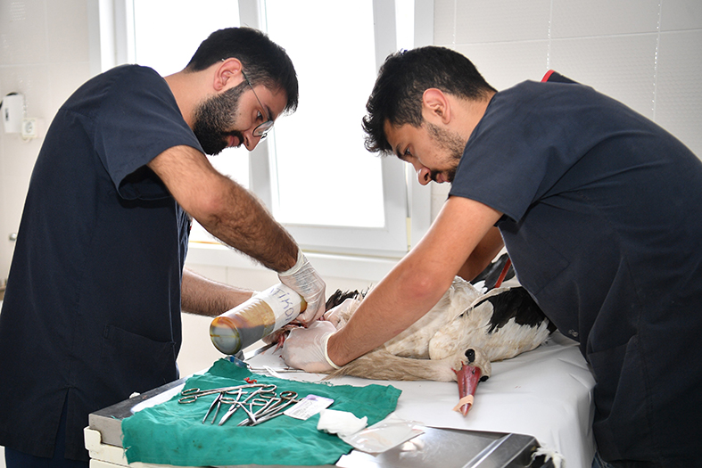 YARALI LEYLEK KORUMA ALTINA ALINDI (2)