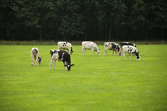 Ruminant görseli (1)_105547896