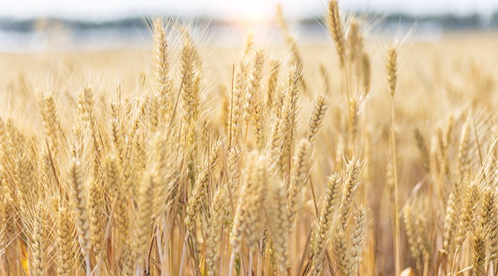 kuresel-tahil-krizinin-yeni-ve-zorlu-rotalari-1025772-5