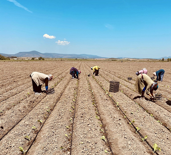 NETAFIM DAMLA SULAMA İLE
