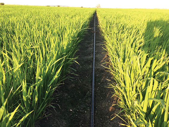 KÜRESEL ISINMADA, SALMA SULAMAYA KARŞI DAMLA SULAMA ETKİSİ