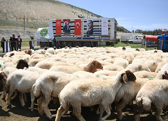 Küçükbaş Hayvan Teslimi (6)