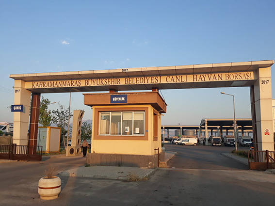 Canlı Hayvan Borsası (6)