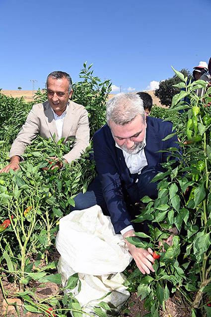Başkan Görgel; “Coğrafi İşaretli Maraş Biberimizin Hasadı Bereketli Olsun”