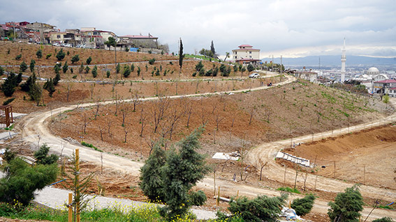 Karbon Yutak Alanı (5)